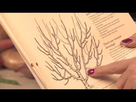 how to look after a lemon tree in the uk