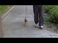 Cat on a leash Cat on a leash