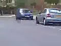 Basir n dem getting chased by tess Basir n dem getting chased by tess