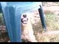 el perro vacilon