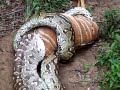 Python eating Deer