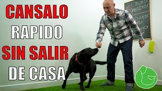 55 - 3 Maneras de cansar a tu perro en casa. 55 - 3 Maneras de cansar a tu perro en casa.