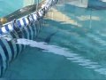 YouTube - Sneak Peak : Aquarium of the Pacific Tiger Shark