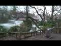 Cherry Blossom Viewing in Inokashira Park 3-27-09 Part 2