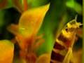 locha kuhli  loach  kuhli fish acuario
