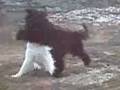 2008-12-23 | Bergamasco ~> Bergamasco Gemma and Landseer Armi ... (04:34)