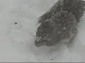 Squirrel...Just trying to get a NUT Snowstorm Stranglehold
