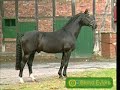 German Showjumping Stallions German Showjumping Stallions