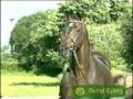 German Showjumping Stallions