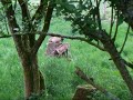 Goats in Saint-Nicod�me C�tes-d\
