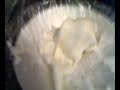 Cornflour Life at 50hz (Soundwaves in a solid)