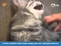 Видео - Болезни кошек чумка