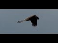 Biddende Torenvalk - Falco tinnunculus