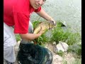 Sacando las carpas