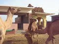 Camelfight or camellove Camelfight or camellove