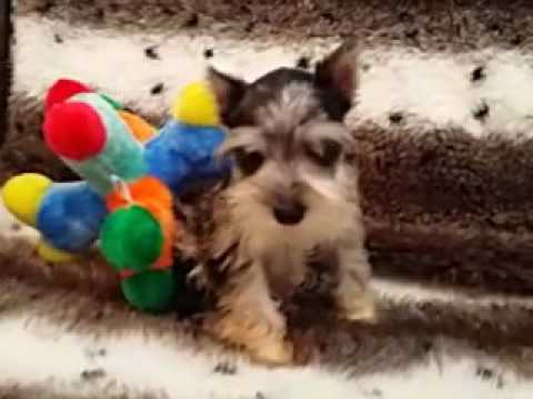 GORGEOUS AND PLAYFUL MINI SCHNAUZER
