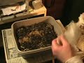 Worm bin composting in smaller mini worm bins Worm bin composting in smaller mini worm bins