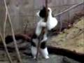 Pole dancing cat