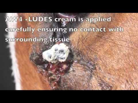 how to treat equine sarcoids
