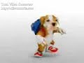 PERRITO