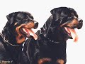 Rottweilers Puppies by Eduardo Dur�n Haedo