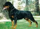 Rottweilers 