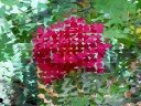 My yard 2