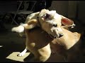 Freddy and Daisy Battle Freddy and Daisy Battle