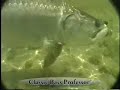 Game Fish - Tarpon Game Fish - Tarpon