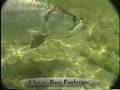 Game Fish - Tarpon