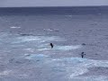 Masked boobies flying over Ascension Island - 19 seconds