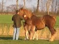 Casper van Alfa in de wei