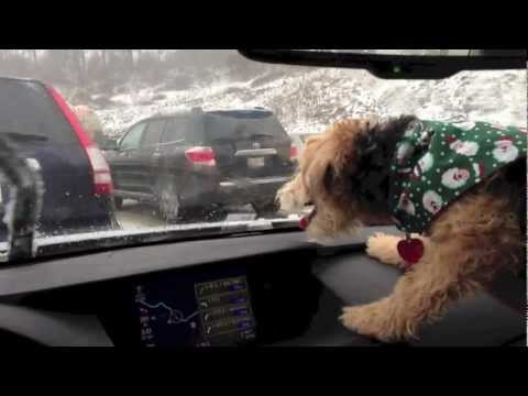 797 wipers - Our eight month old Lakeland Terrier, Birdie, freaking out over the windshield wipers on our ride home for the holidays.