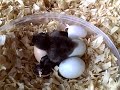 Quit bothering my chicks