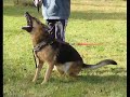 Liberatore Shepherd\ Liberatore Shepherd\