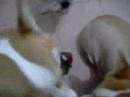 Meko VS Sibo