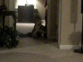 videos de Bulldog puppy and Little Boy