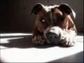 BSL is racism