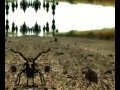 Ver Video