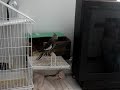 VOO DO PI