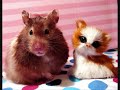 Funny hamsters - funny hamster video ! Part 4 Funny hamsters - funny hamster video ! Part 4