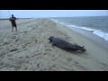 Sea Lion Steals Fishermans Catch