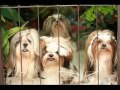 The Most likely my dogs