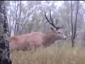 Bowkill Red Stag Australia Bowkill Red Stag Australia