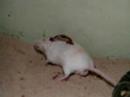 Puffadders Puffadders