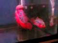 FLyiNg_Fish
