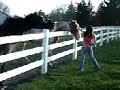 horses horses