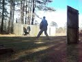 American Bandog Mastiff Kronos