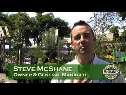 how to fertilize photinia