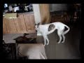 2 greyhounds and 5 whippets